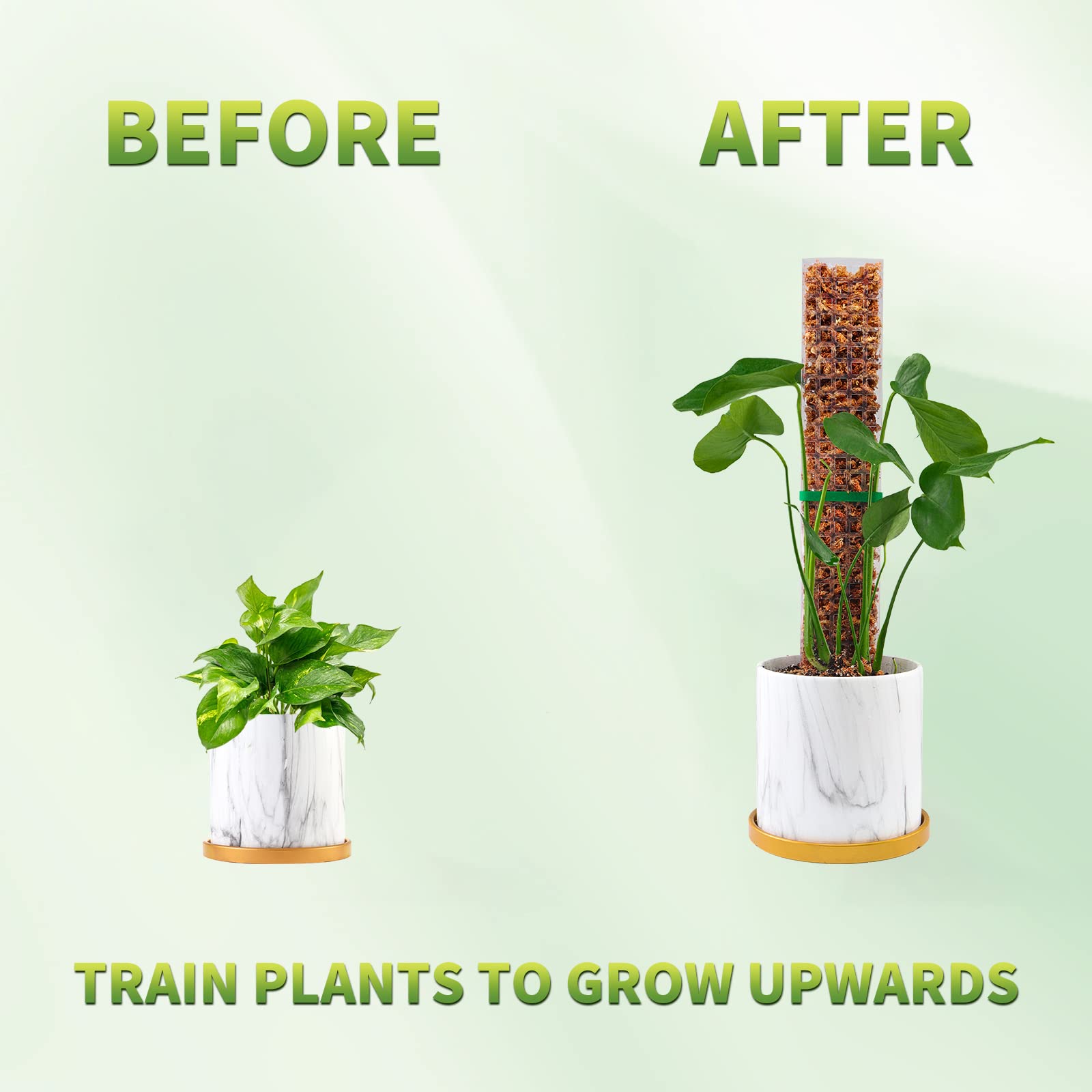 Moss Poles Plants Plant Suppor - Echeveria Succulent recensione e prezzo