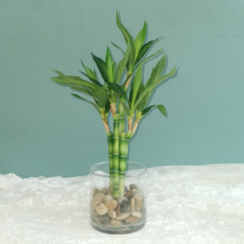 New 40cm rFtificial Lucky Bamb - Echeveria Succulent recensione e prezzo