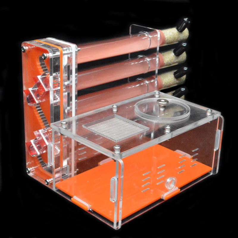 DIY Acrylic Ant Farm 5 pcs 18- - Begonia Rex recensione e prezzo