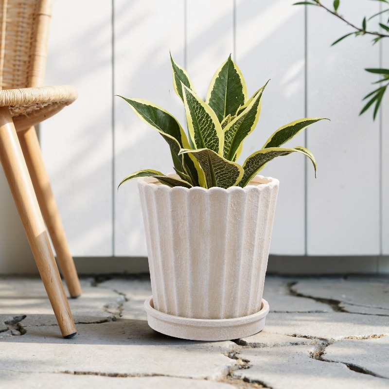 8 Inch Shell Planter Cream Cer - Aloe Vera Pot recensione e prezzo