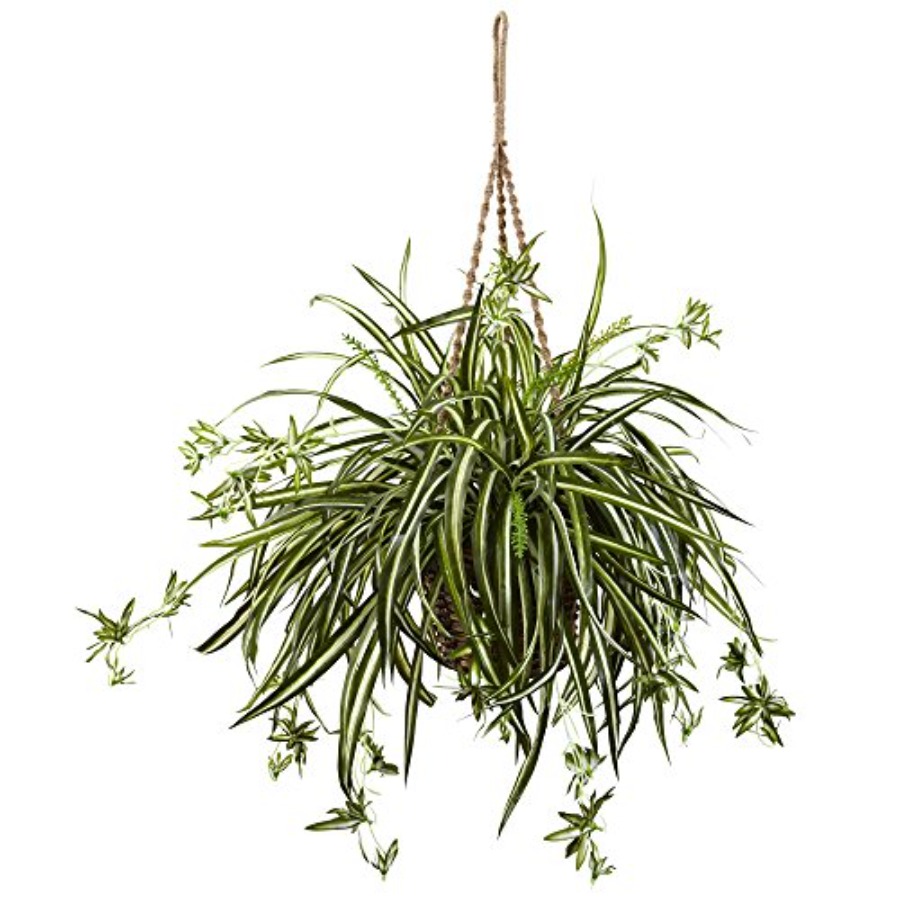Spider Plant Hanging Basket - Spider Plant Hanging recensione e prezzo