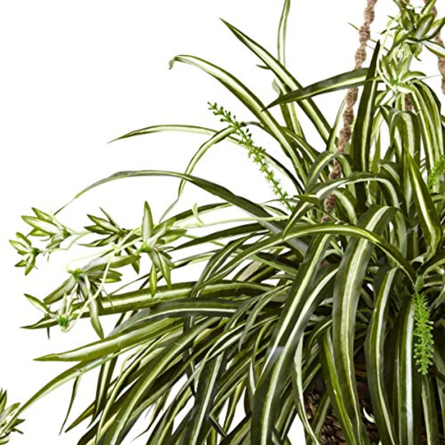Spider Plant Hanging Basket - Spider Plant Hanging recensione e prezzo