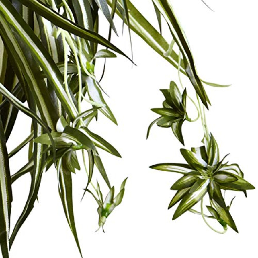 Spider Plant Hanging Basket - Spider Plant Hanging recensione e prezzo