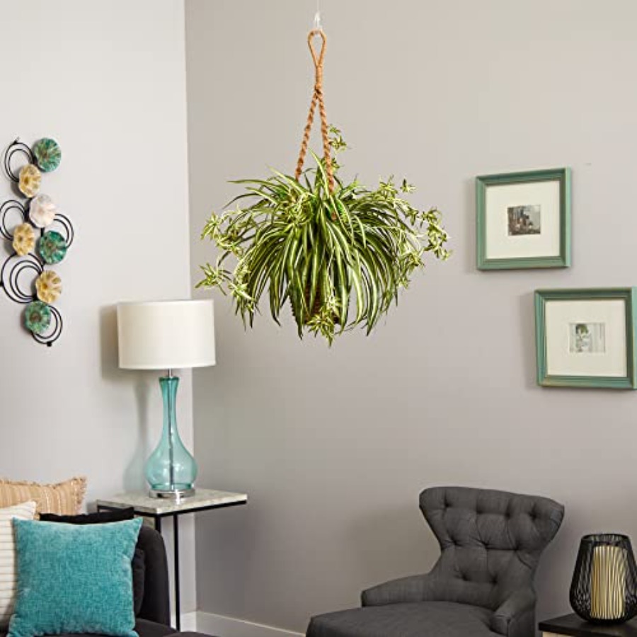 Spider Plant Hanging Basket - Spider Plant Hanging recensione e prezzo