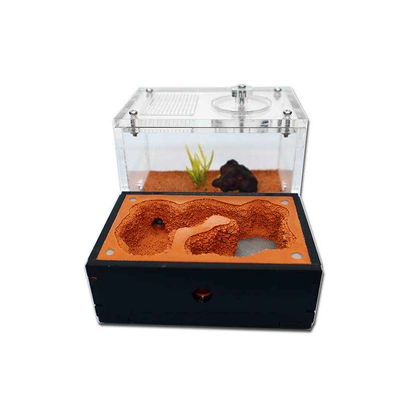 Yellow Soil Ant Farm with Exte - Begonia Rex recensione e prezzo