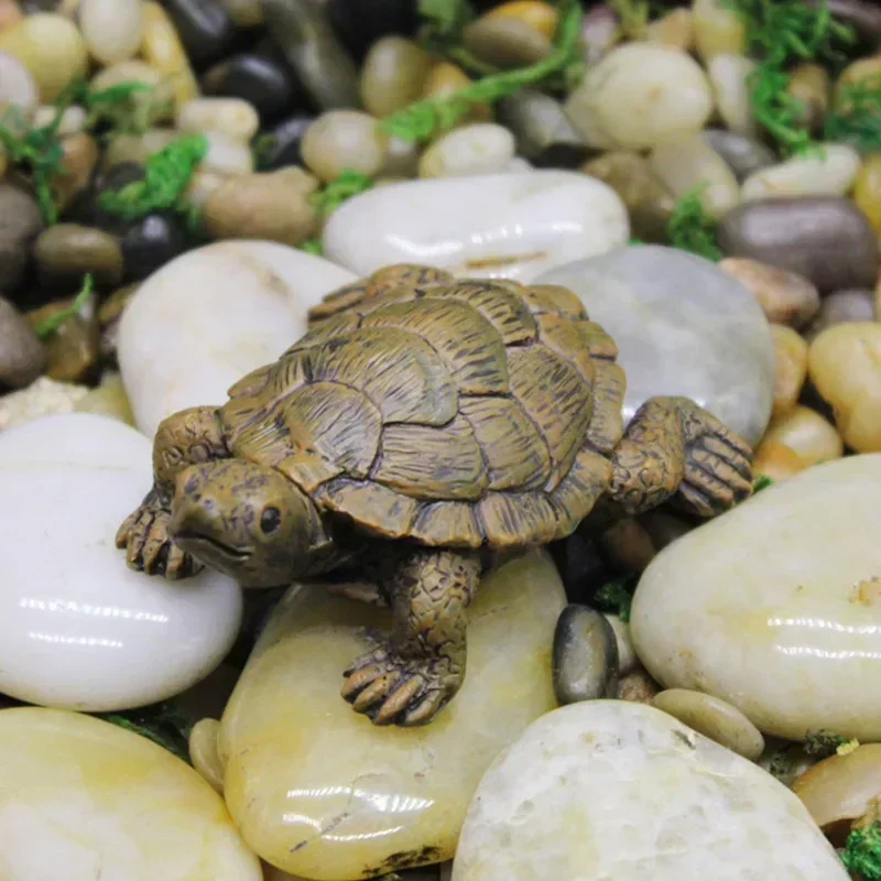 Simulation of Small Turtle Res - Echeveria Succulent recensione e prezzo