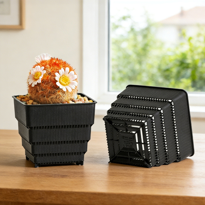 MESHPOT 6-Pack Square Pots for - Echeveria Succulent recensione e prezzo