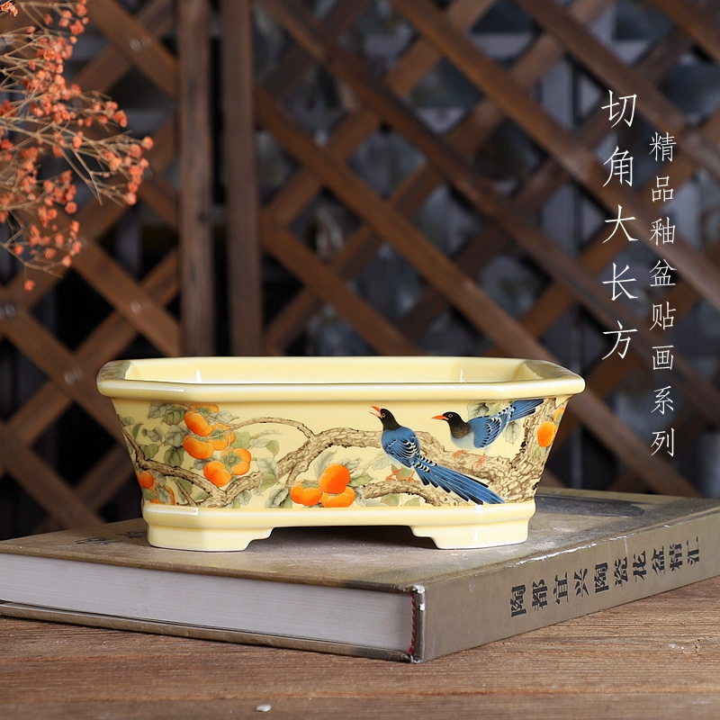 Porcelain Rectangle Bonsai Pot - Pilea Peperomioides recensione e prezzo