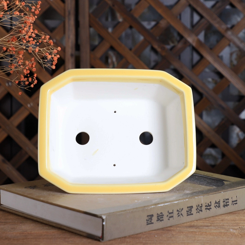 Porcelain Rectangle Bonsai Pot - Pilea Peperomioides recensione e prezzo