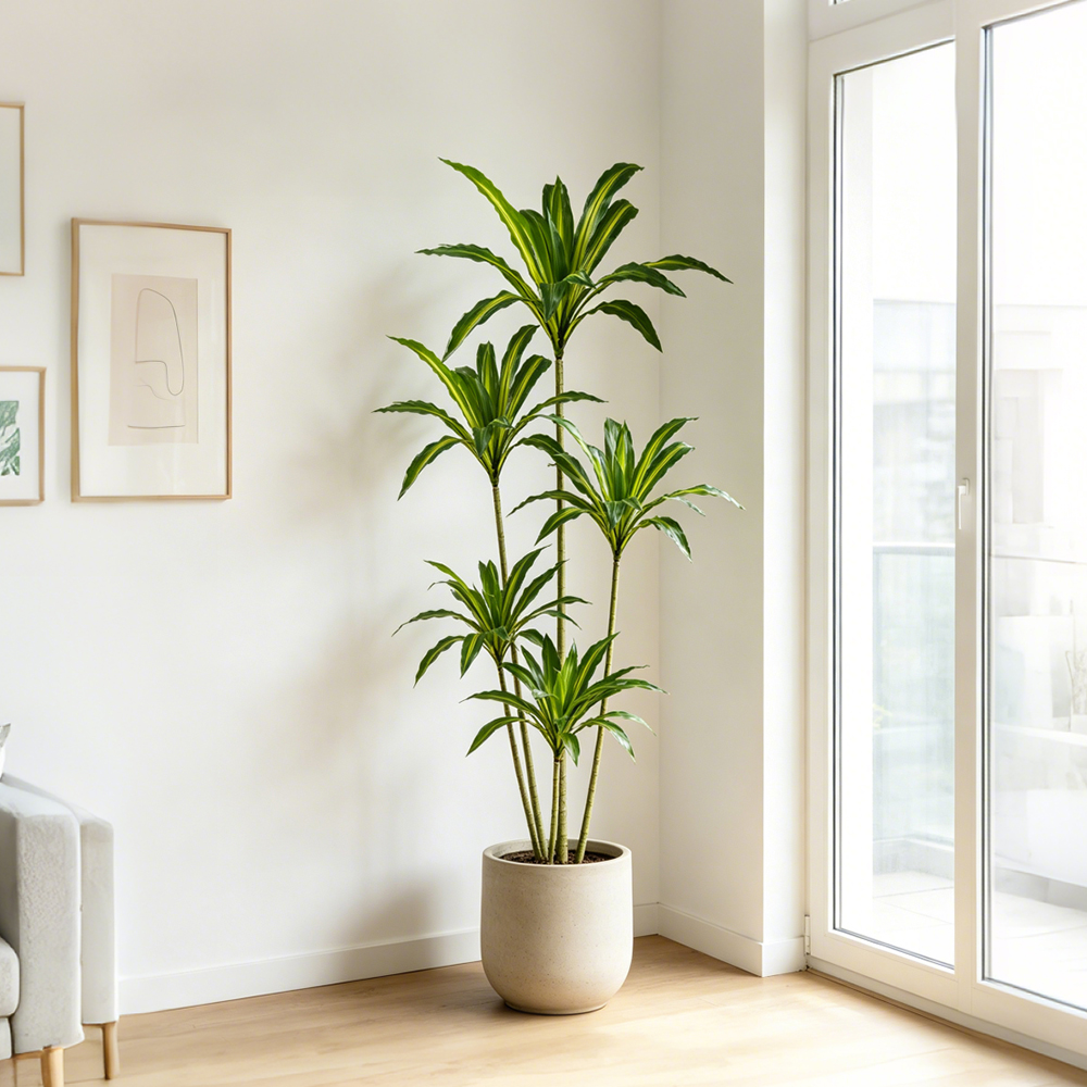 80-165cm Large Artifcial Draca - Dracaena Marginata recensione e prezzo