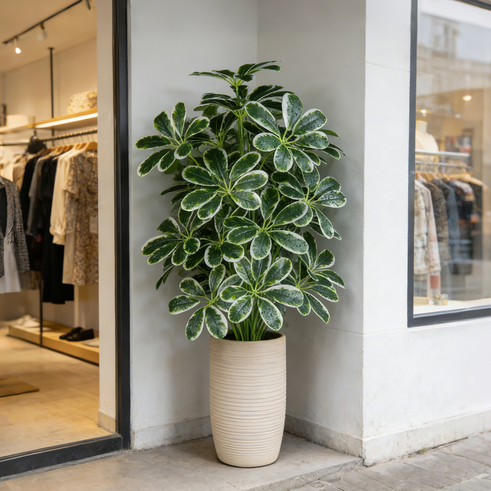 50-75cm Artifficial Maranta Pl - Dracaena Marginata recensione e prezzo