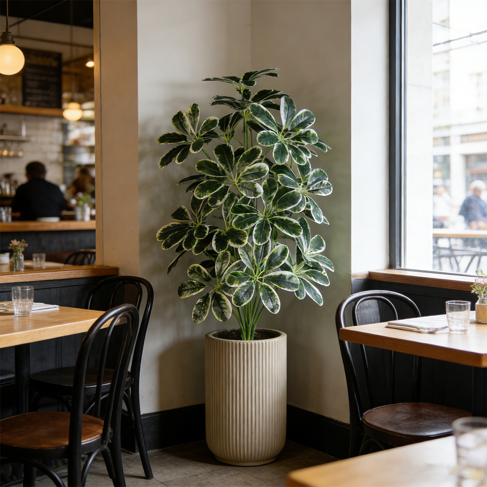 50-75cm Artifficial Maranta Pl - Dracaena Marginata recensione e prezzo