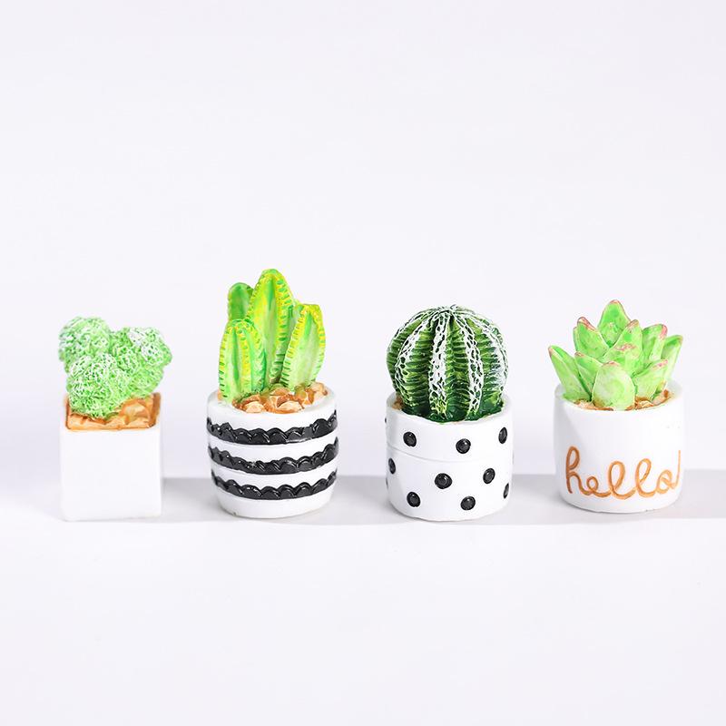 4-Piece Set of Cactus Succulen - Echeveria Succulent recensione e prezzo