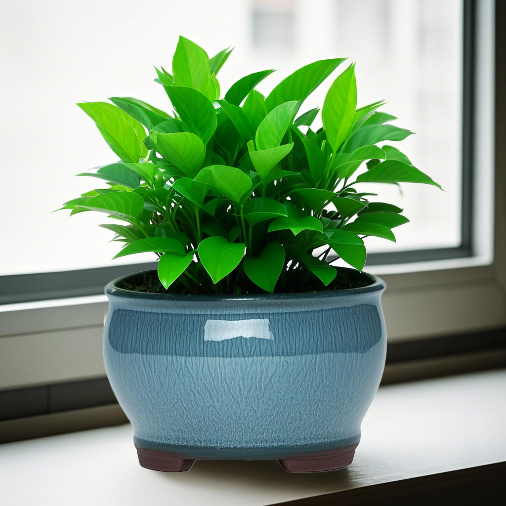 Ceramic Garden Planter Pots Ce - Aloe Vera Pot recensione e prezzo